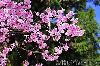 粉紅櫻花-拉拉山盛開