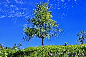 藍天下的青翠綠樹